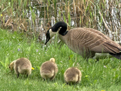 Mother Goose with her little offspring