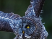 A close Encounter!