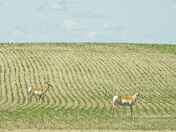 three pronghorn