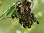 A Crab Spider uses perfect camouflage !