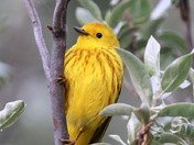 Wonderful Warbler