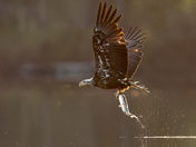 Juvenile Bald Eagle