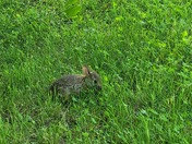 Curious Bunny 