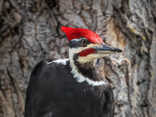 Pileated Woodpecker