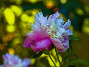 Peony