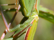 praying mantis, characterized by its large sickle-shaped claws and round orange eyes 