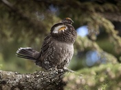 Sooty Grouse Drumming