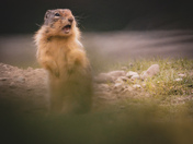 Ground Squirrel 