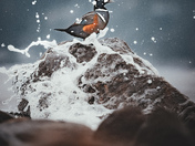Harlequin Duck