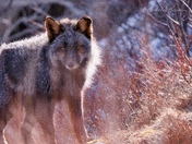Sly Red Fox