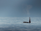 Solo Orca 