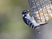 Downy Woodpecker Female at Suet