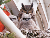 Great Horned Owl family