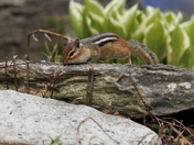 Eastern Chipmunk