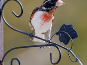 Young Male Rose-breasted Grosbeak