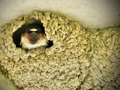 Cliff Swallow