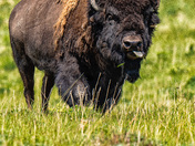 The Bison's of Alberta