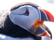 Atlantic Puffin can see you!