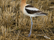 Avocet