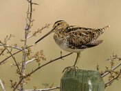 Wilson's Snipe