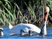 Mute swan's cygnets.