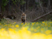 Red Fox Kit