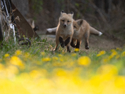 Red Fox Kit