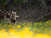 Red Fox Kit