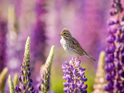Savannah Sparrow