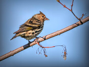 Pine Siskin
