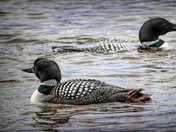 Loons