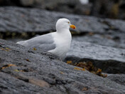 Lesser Black-Backed Gull