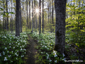 Trillium Pathway