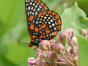 The Baltimore checkerspot Butterfly on Asclepias