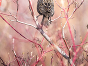 Female Red-winged Blackbird