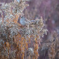 Previous upload
