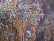 White-crowned Sparrows