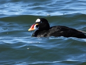 Surf Scoter for Ocean Week Canada