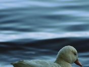 Beauty American Peking