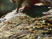 Chipmunk