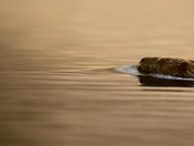 Beaver at dawn