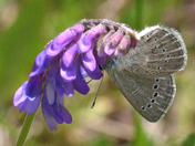 Silvery Blue Butterfly (Glaucopsyche lygdamus)
