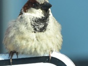 House Sparrow