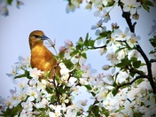 Baltimore Oriole