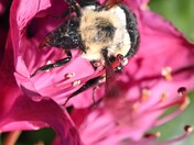 Pollinator in the pistol and stamen