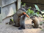 Gerry the groundhog 