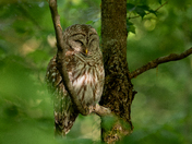 Barred Owl