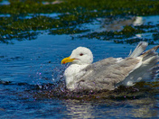 Western Seagull