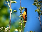 Male Baltimore Oriole