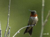 Colibri à gorge rubis